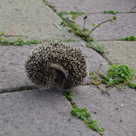 Sa Pigalva ファームステイ *